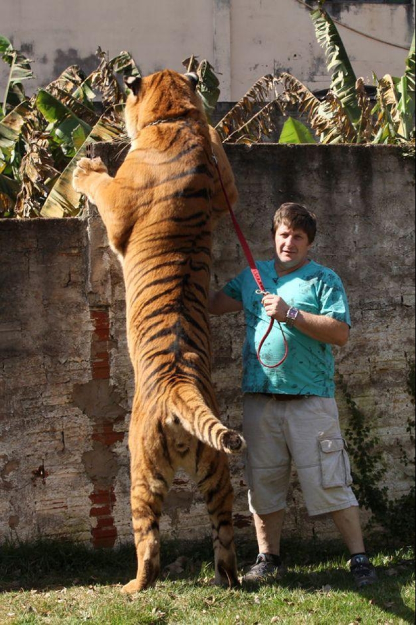 Tigre en lugar de mascota: 7 depredadores viven en una familia brasileña