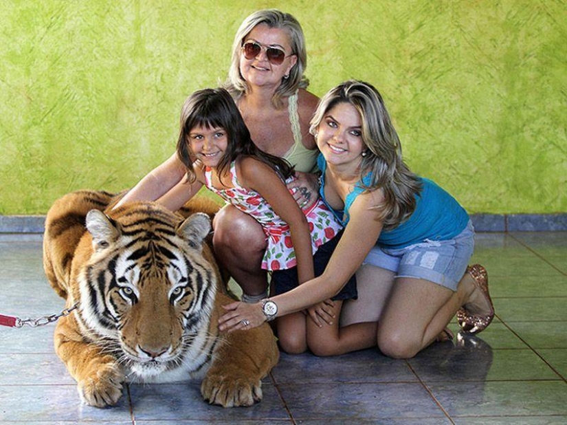 Tigre en lugar de mascota: 7 depredadores viven en una familia brasileña