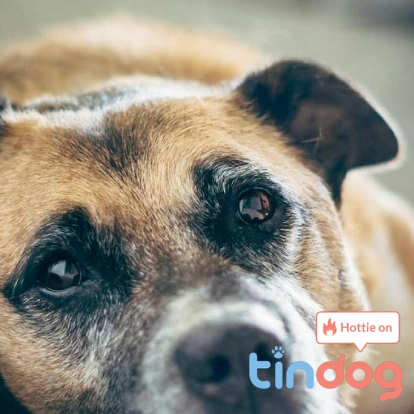 Tinder lanza aplicación de citas para perros