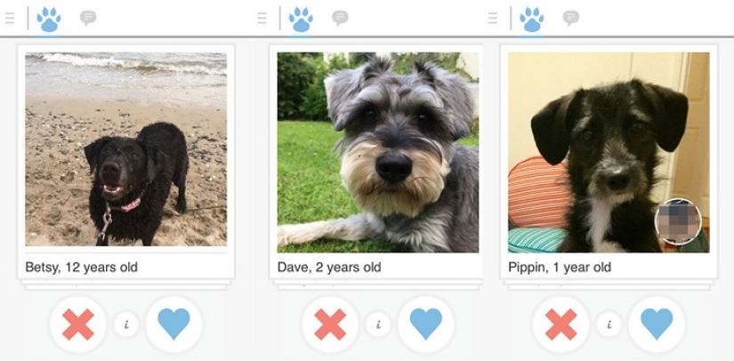 Tinder lanza aplicación de citas para perros