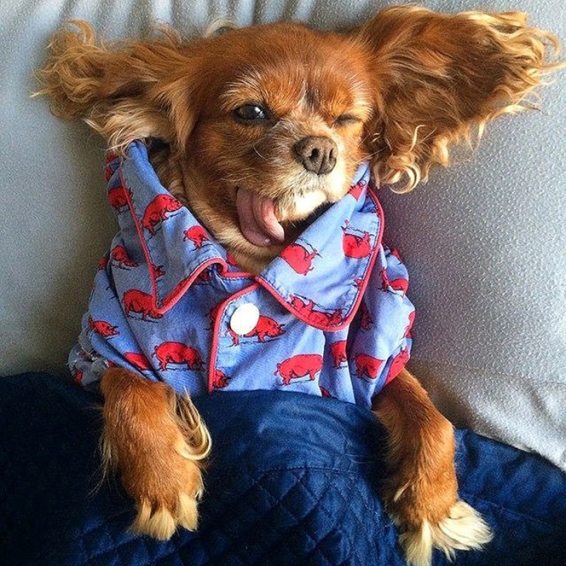 Toast is the most adorable rescued spaniel with tongue out