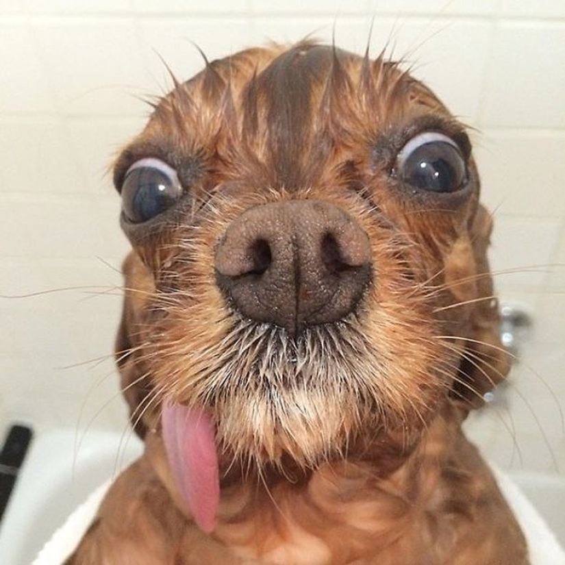 Toast is the most adorable rescued spaniel with tongue out