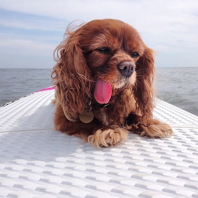 Toast is the most adorable rescued spaniel with tongue out