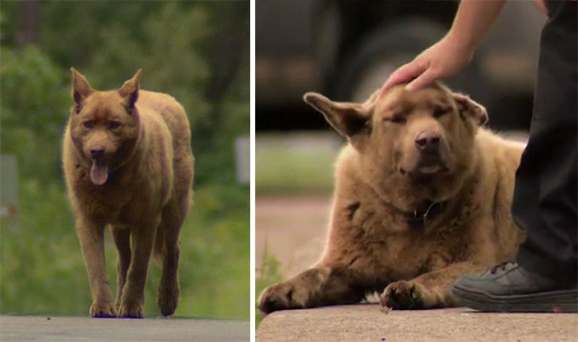 Todos los días este viejo perro camina 6 kilómetros para saludar a la gente