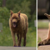 Todos los días este viejo perro camina 6 kilómetros para saludar a la gente