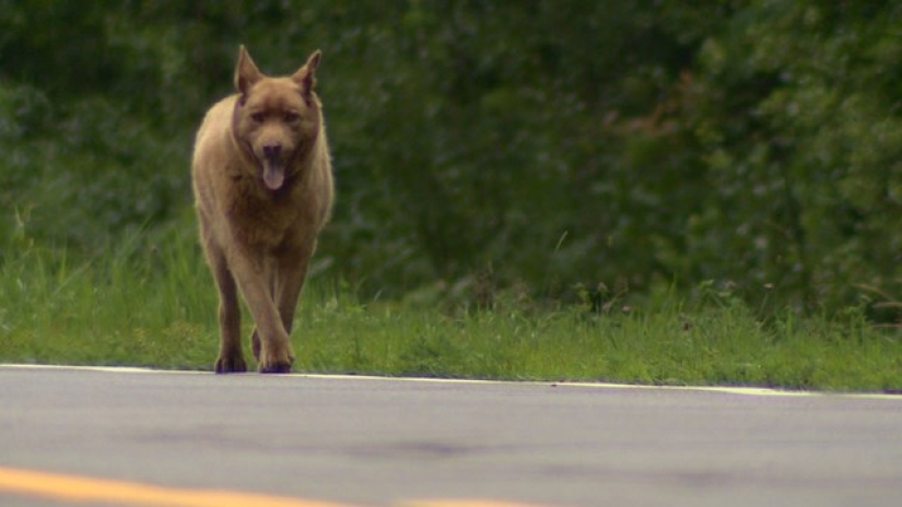 Todos los días este viejo perro camina 6 kilómetros para saludar a la gente