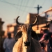 Tomé fotografías de la vida silvestre urbana, aquí hay 10 de ellas Tomé fotografías de la vida silvestre urbana, aquí hay 10 de ellas