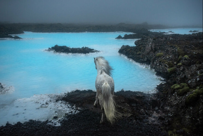 Tomé fotos de hermosos caballos en impresionantes paisajes islandeses, y aquí hay 12 de ellos (Parte 2)
