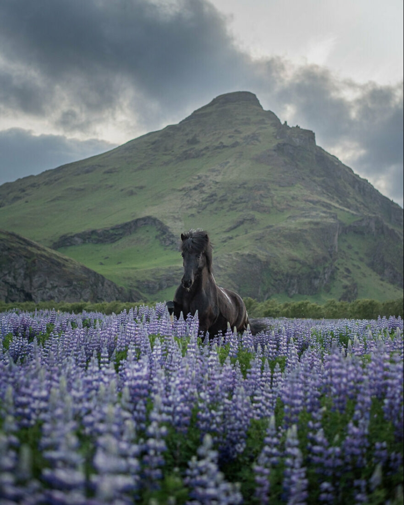 Tomé fotos de hermosos caballos en impresionantes paisajes islandeses, y aquí hay 12 de ellos (Parte 2)