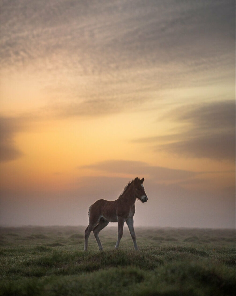 Tomé fotos de hermosos caballos en impresionantes paisajes islandeses, y aquí hay 15 de ellos