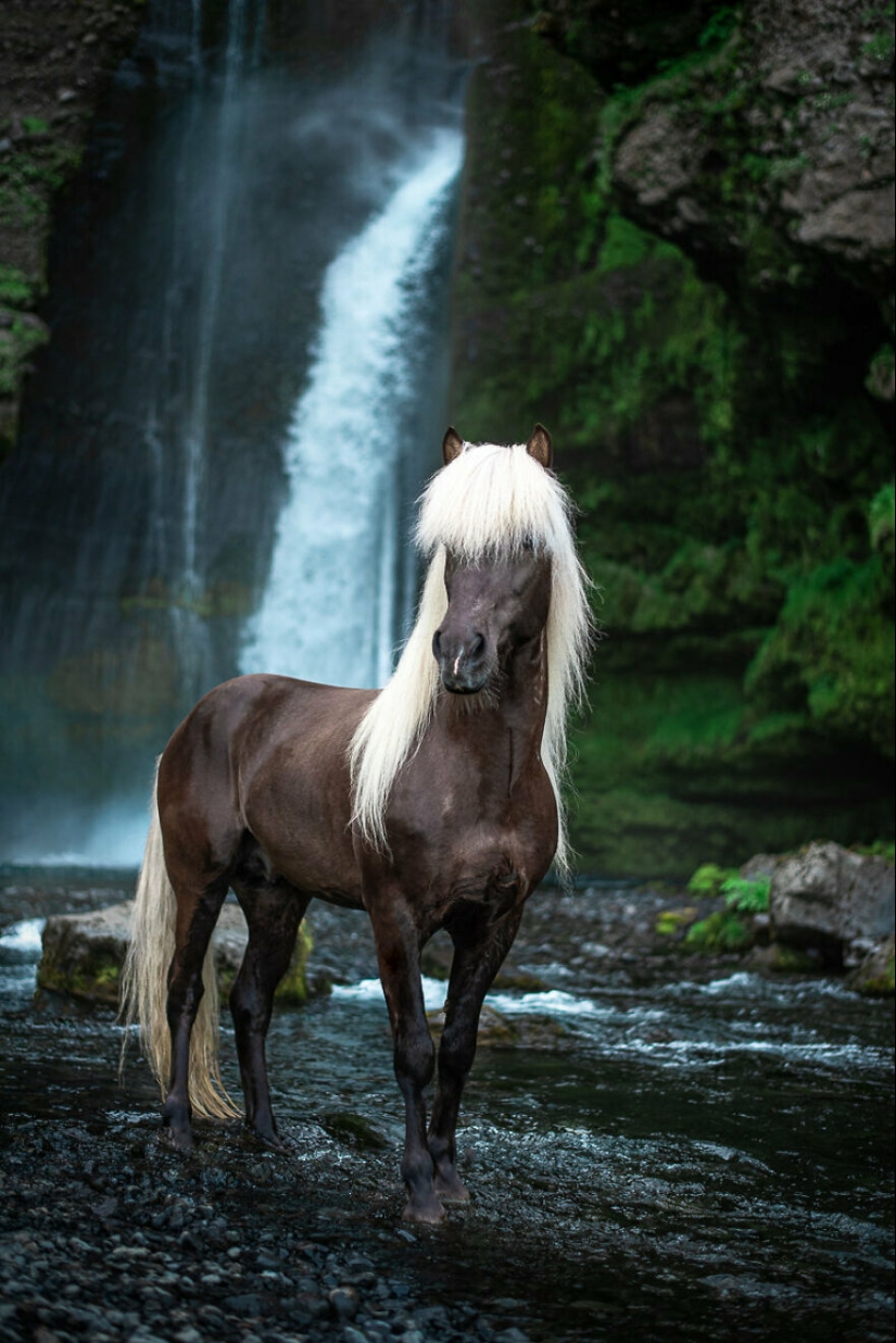 Tomé fotos de hermosos caballos en impresionantes paisajes islandeses, y aquí hay 15 de ellos