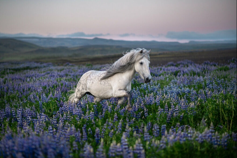 Tomé fotos de hermosos caballos en impresionantes paisajes islandeses, y aquí hay 12 de ellos (Parte 2)