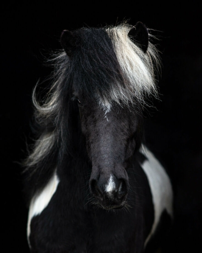 Tomé fotos de hermosos caballos en impresionantes paisajes islandeses, y aquí hay 12 de ellos (Parte 2)
