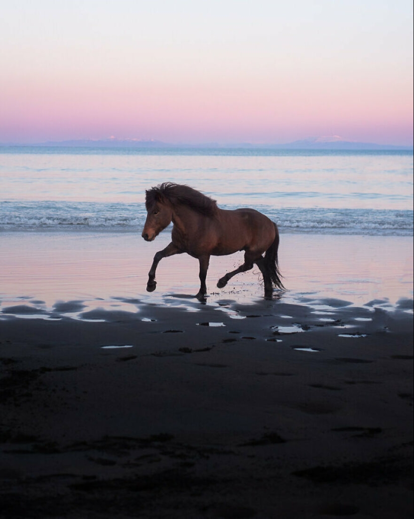 Tomé fotos de hermosos caballos en impresionantes paisajes islandeses, y aquí hay 12 de ellos (Parte 2)