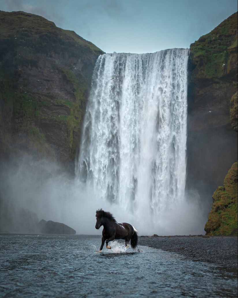Tomé fotos de hermosos caballos en impresionantes paisajes islandeses, y aquí hay 12 de ellos (Parte 2)