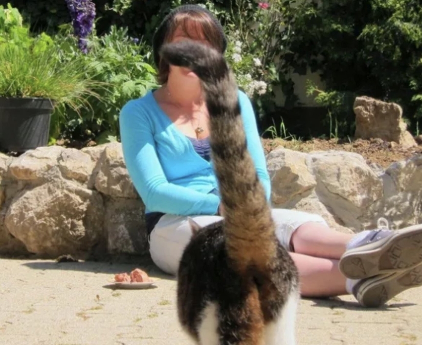Top 10 Cats That Ruined Perfect Photos Top 10 Cats That Ruined Perfect Photos