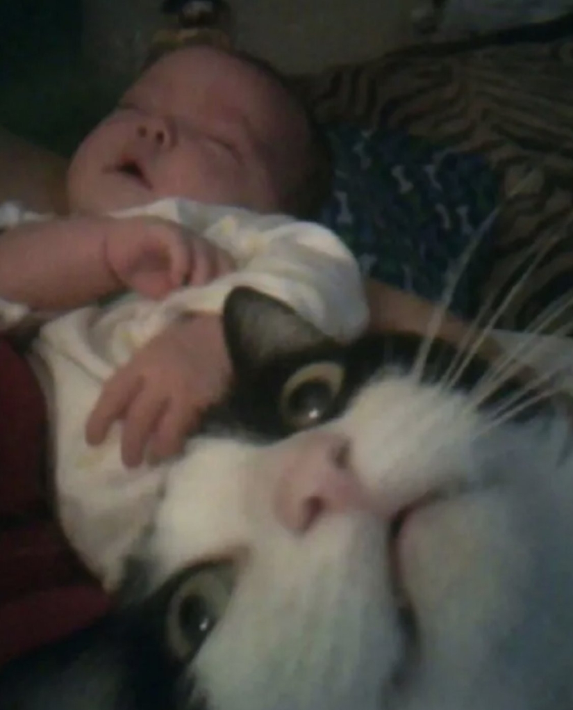 Top 10 Cats That Ruined Perfect Photos Top 10 Cats That Ruined Perfect Photos