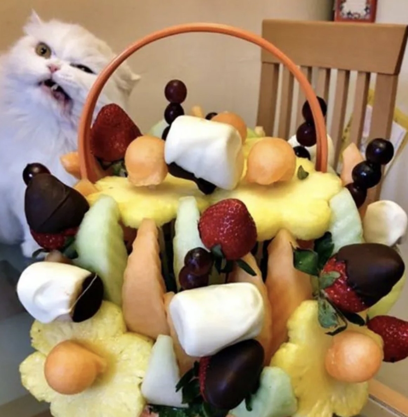 Top 10 Cats That Ruined Perfect Photos Top 10 Cats That Ruined Perfect Photos