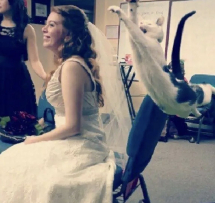 Top 10 Cats That Ruined Perfect Photos Top 10 Cats That Ruined Perfect Photos