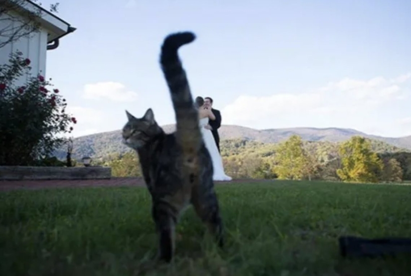 Top 10 Cats That Ruined Perfect Photos Top 10 Cats That Ruined Perfect Photos