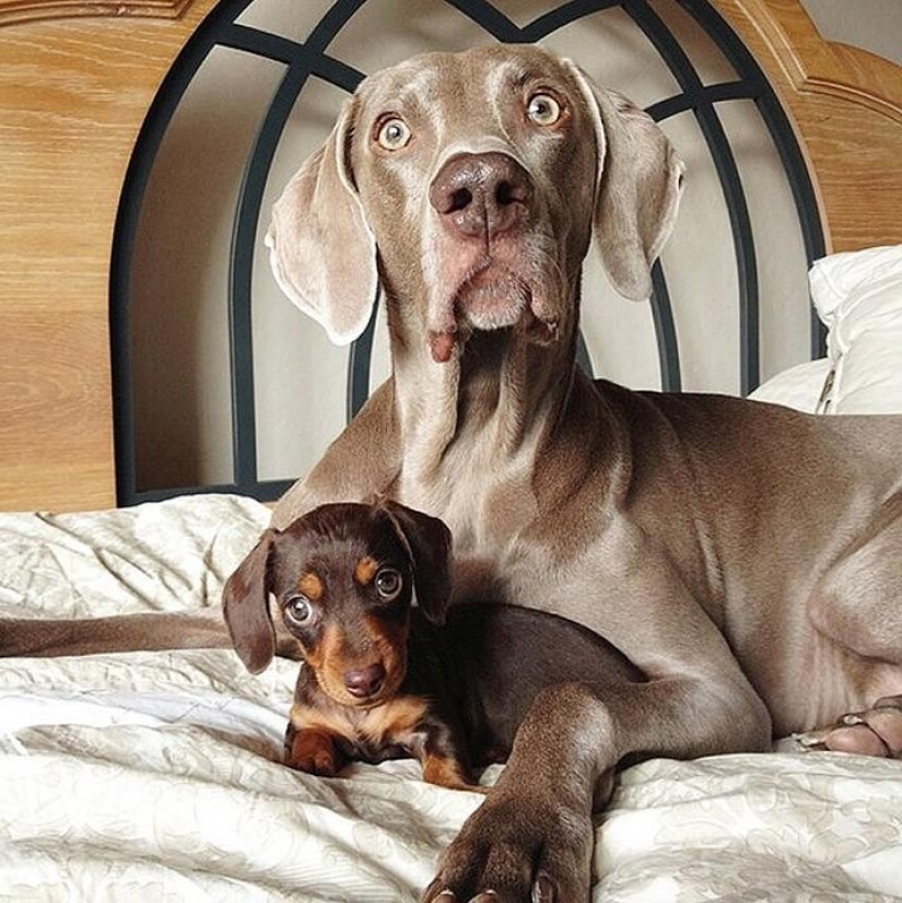 Top 10 most followed animals on Instagram