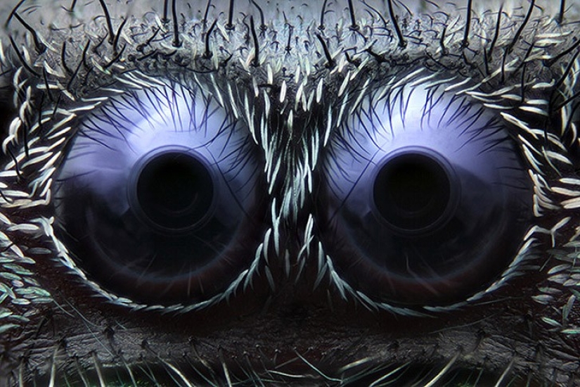 Top 10 Nikon Small World Photos