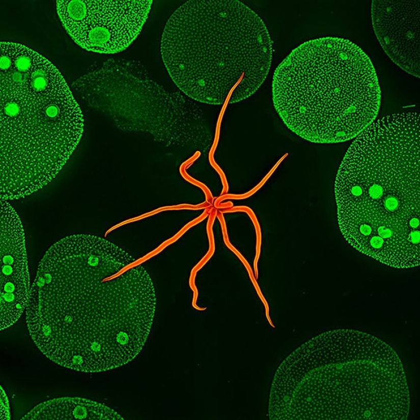Top 10 Nikon Small World Photos