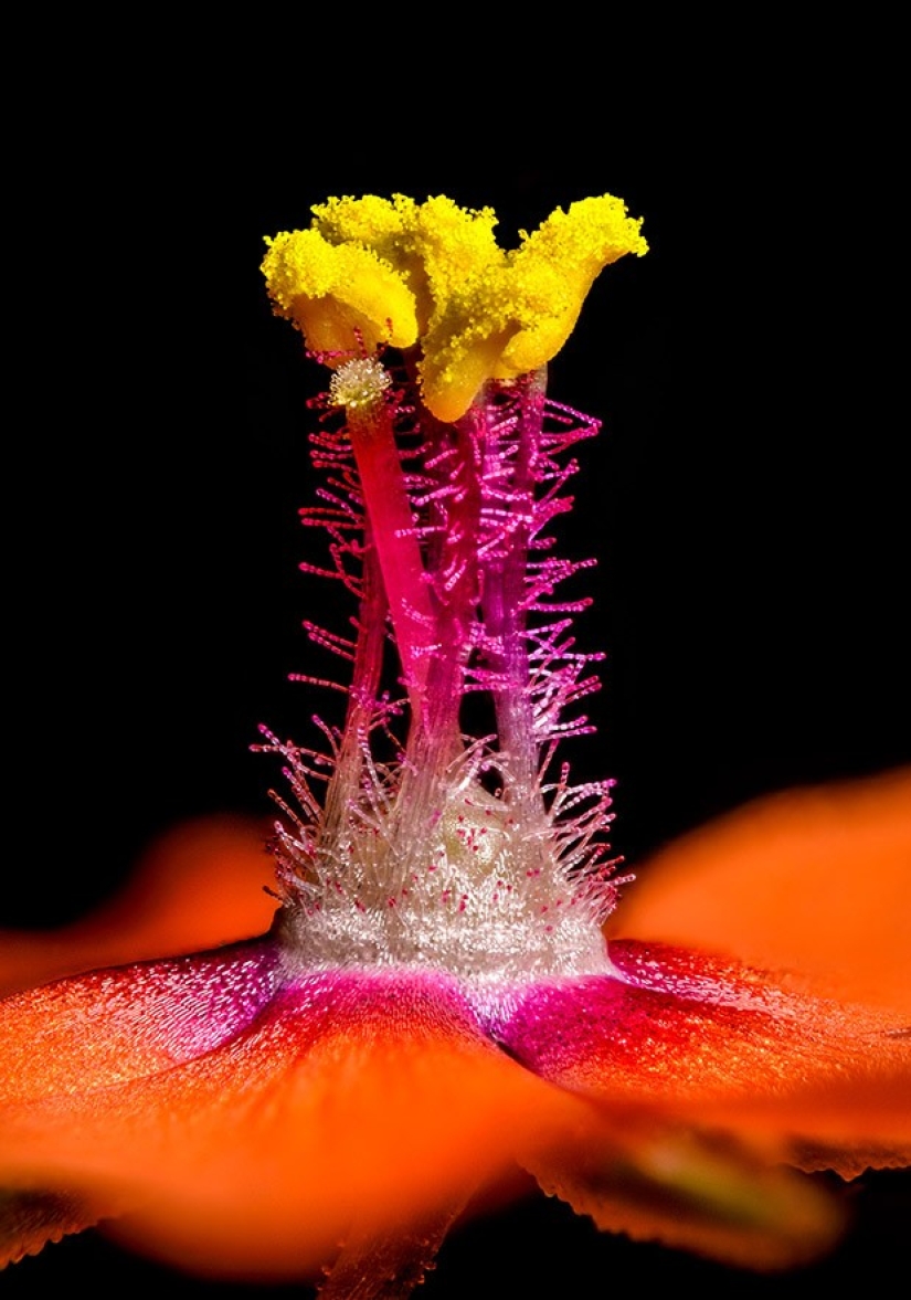 Top 10 Nikon Small World Photos
