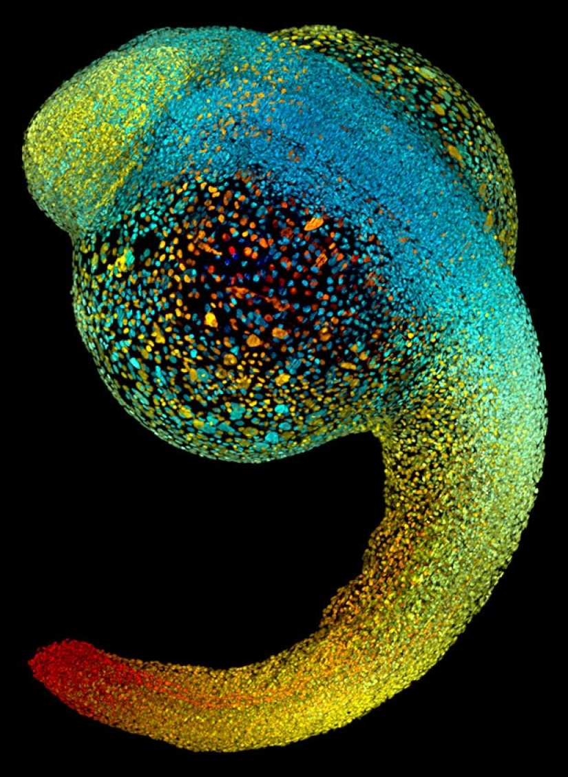Top 10 Nikon Small World Photos