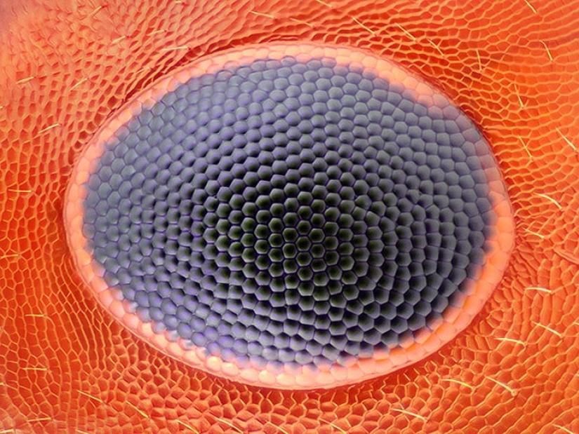 Top 10 Nikon Small World Photos