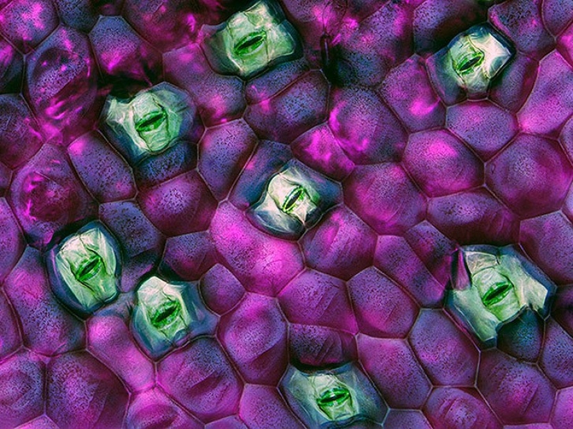 Top 10 Nikon Small World Photos