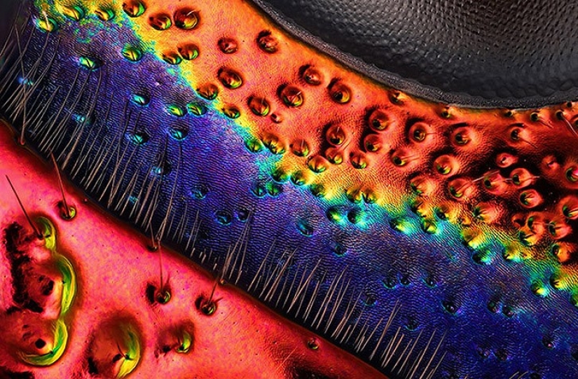 Top 10 Nikon Small World Photos