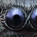 Top 10 Nikon Small World Photos Top 10 Nikon Small World Photos