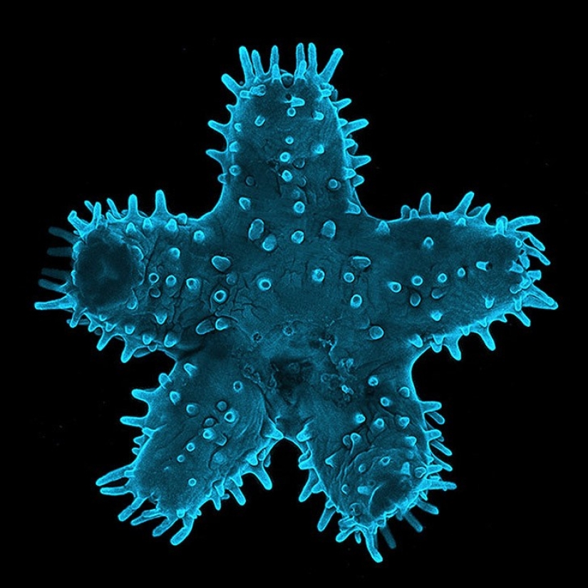 Top 10 Nikon Small World Photos