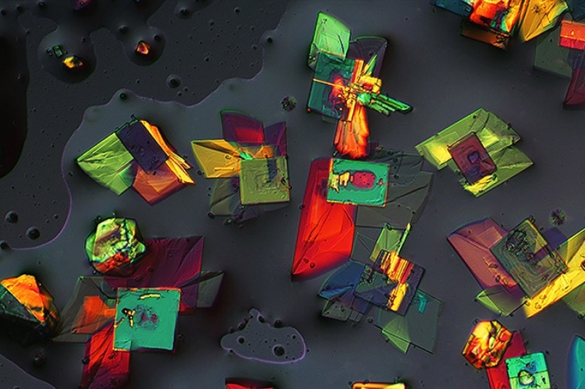 Top 10 Nikon Small World Photos