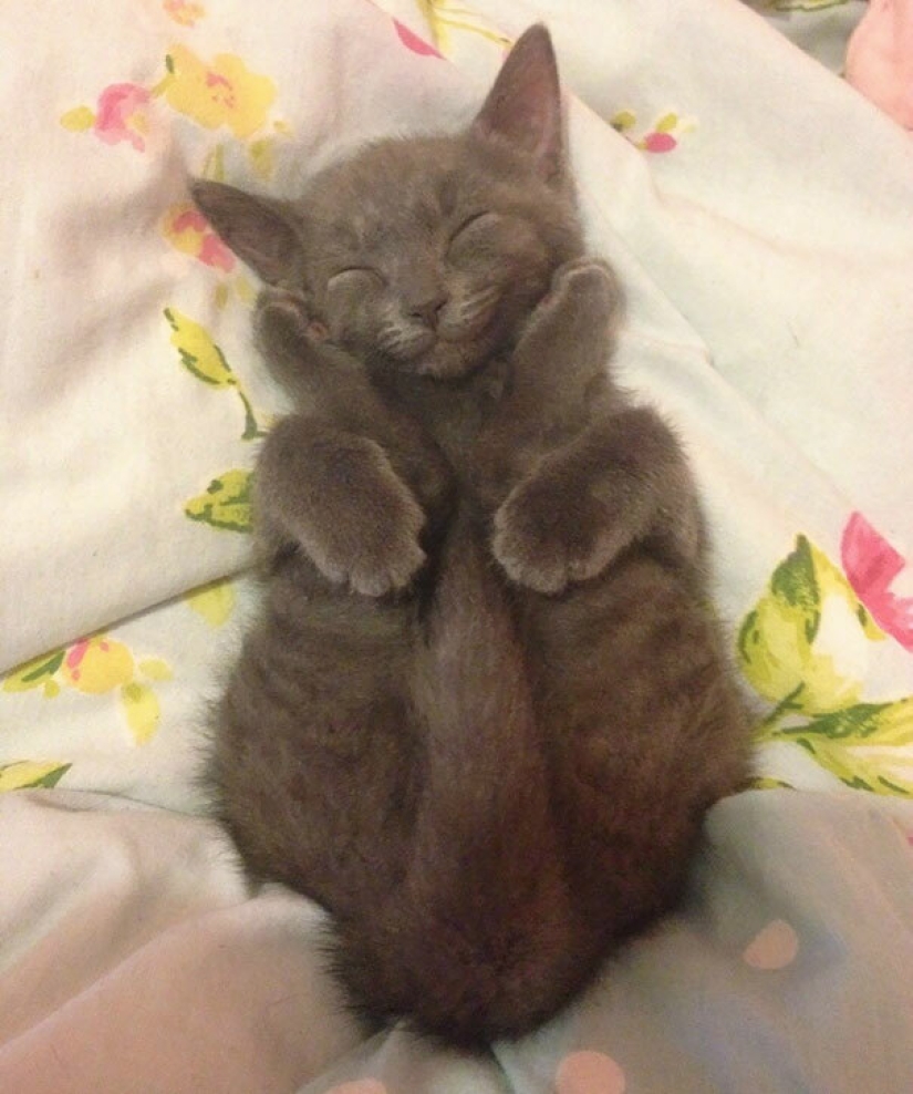 Top 15 Cute Cat Memes To Cure Your Depression