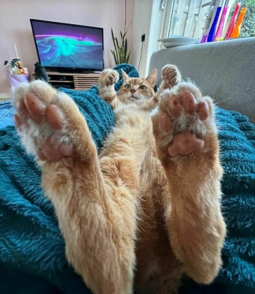 Top 15 Cute Cat Memes To Cure Your Depression