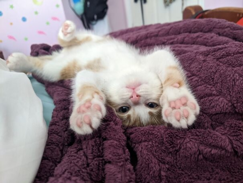 Top 15 Cute Cat Memes To Cure Your Depression