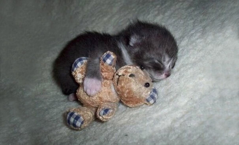 Top 15 Cute Cat Memes To Cure Your Depression