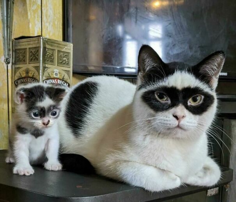 Top 15 Cute Cat Memes To Cure Your Depression