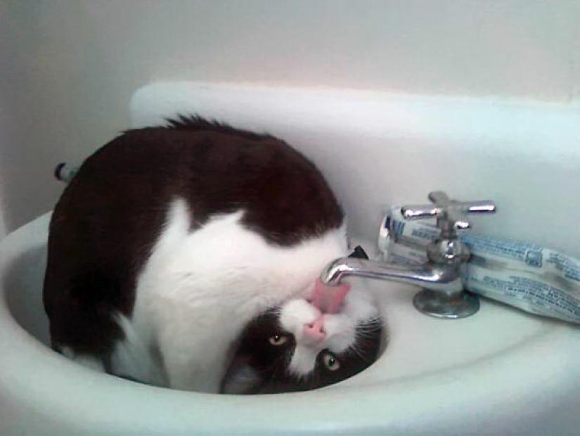 Top 15 Cute Cat Memes To Cure Your Depression