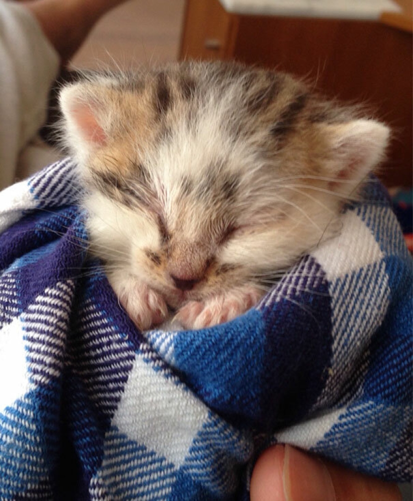 Top 15 Cute Cat Memes To Cure Your Depression