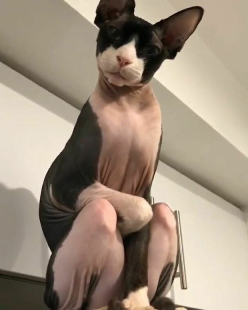 Top 15 Cute Cat Memes To Cure Your Depression