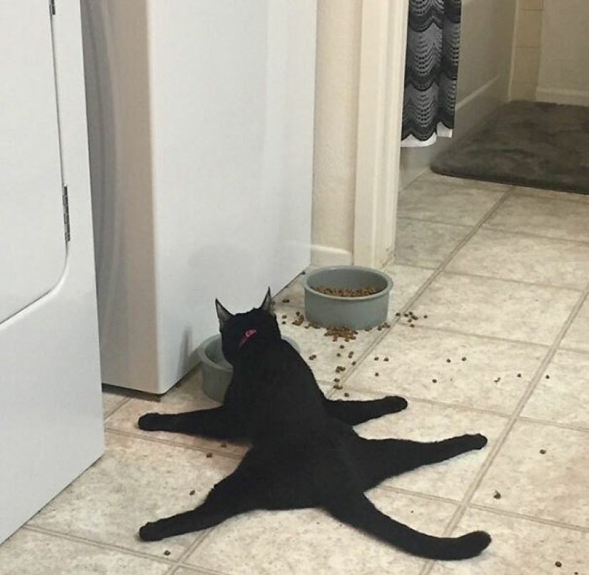Top 15 Cute Cat Memes To Cure Your Depression