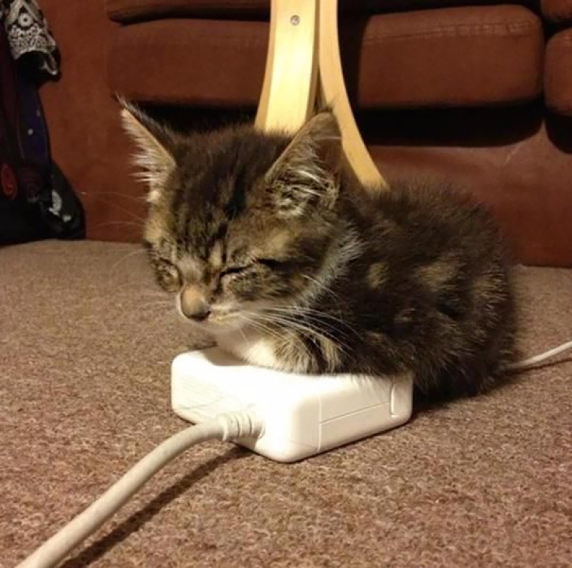 Top 15 Cute Cat Memes To Cure Your Depression