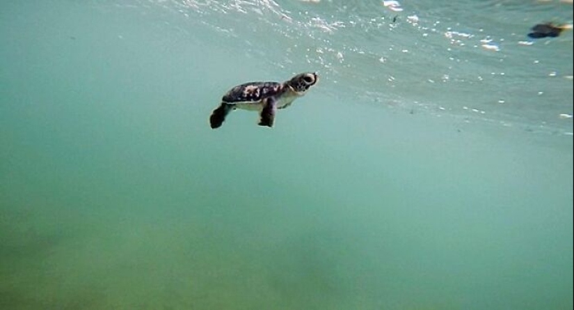 Tortugas Verdes: Las Pequeñas “Vagabundas” En Medio Del Océano