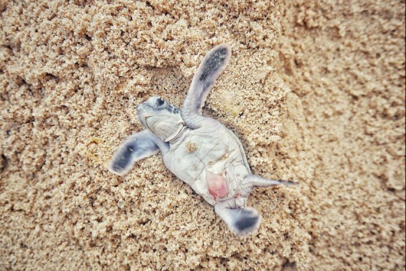 Tortugas Verdes: Las Pequeñas “Vagabundas” En Medio Del Océano