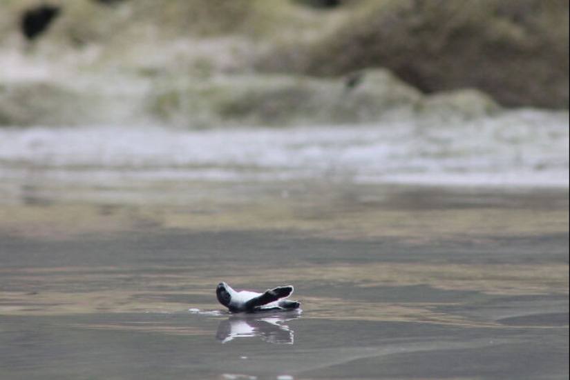 Tortugas Verdes: Las Pequeñas “Vagabundas” En Medio Del Océano