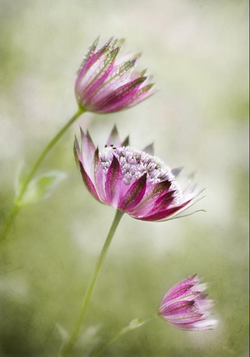 Trabajo increíblemente delicado de la fotógrafa Mandy Disher Trabajo increíblemente delicado de la fotógrafa Mandy Disher