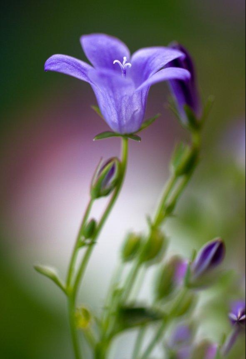 Trabajo increíblemente delicado de la fotógrafa Mandy Disher Trabajo increíblemente delicado de la fotógrafa Mandy Disher